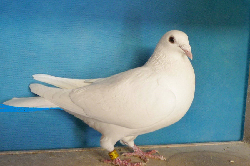 Taubenschlag4